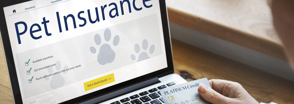 Pet Insurance - Loans Website Directory