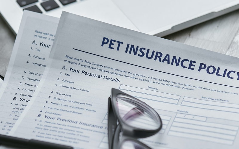 Pet Insurance - Loans Website Directory